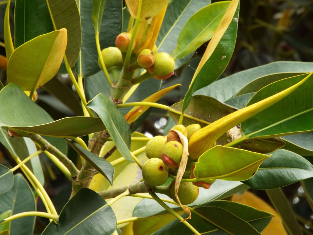 Australia:Schefflera sp. e frutto di Castanospermum australe